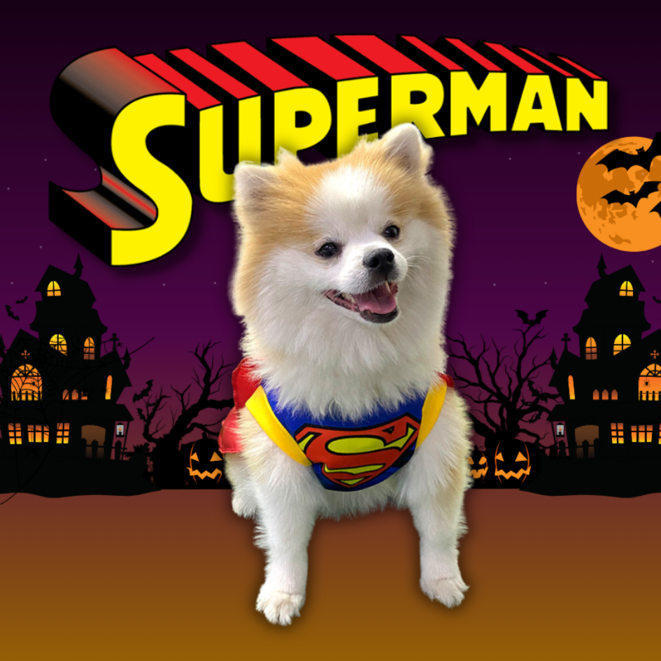 DISFRAZ MASCOTA SUPERMAN PERRO Y GATO